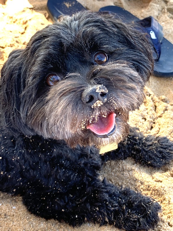 My favorite doggie!